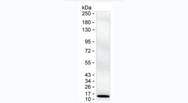 S100B Antibody in Western Blot (WB)