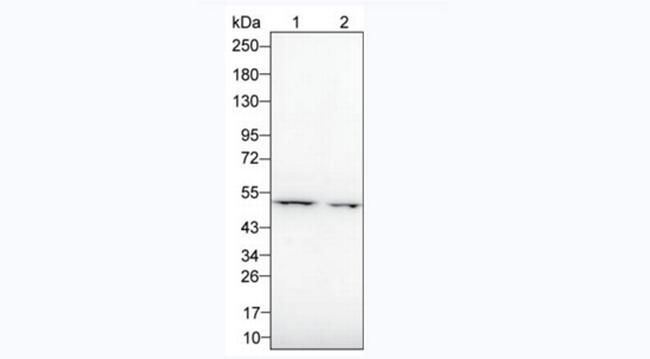 GATA3 Antibody in Western Blot (WB)