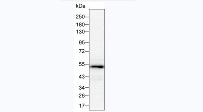 GATA3 Antibody in Western Blot (WB)