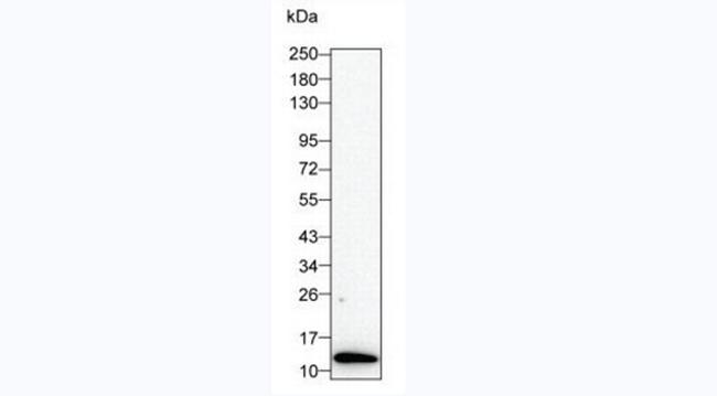 IL-8 (CXCL8) Antibody in Western Blot (WB)