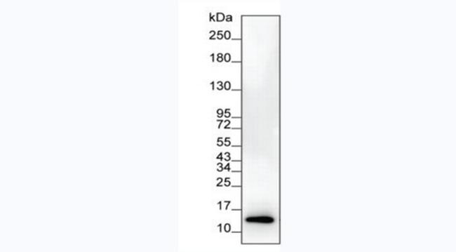 IL-8 (CXCL8) Antibody in Western Blot (WB)