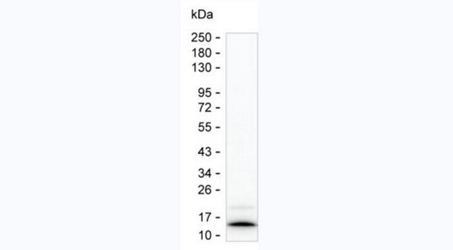 IL-8 (CXCL8) Antibody in Western Blot (WB)