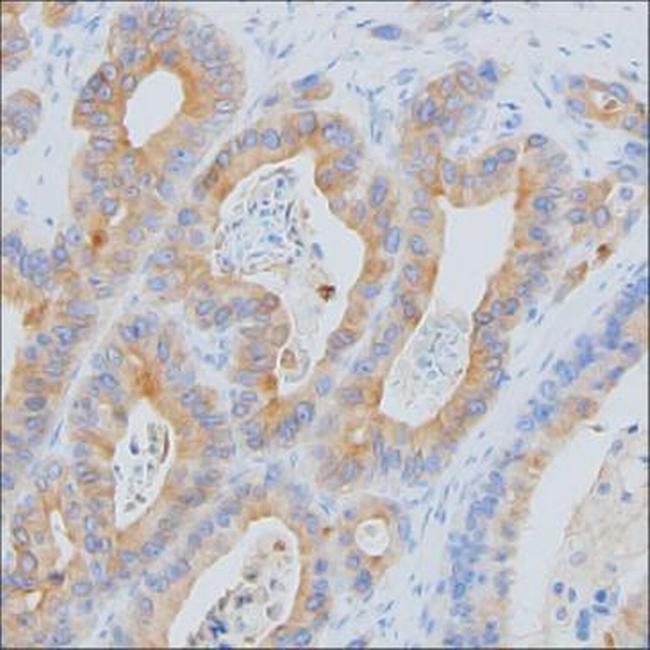 MCP-1 Antibody in Immunohistochemistry (Paraffin) (IHC (P))