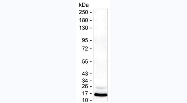 MCP-1 Antibody in Western Blot (WB)