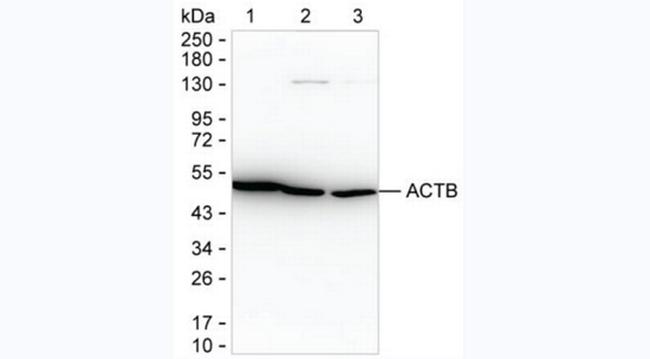 beta Actin Antibody in Western Blot (WB)