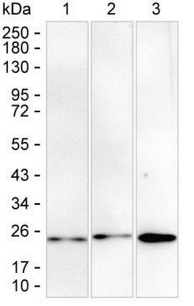 RAB6B Antibody in Western Blot (WB)