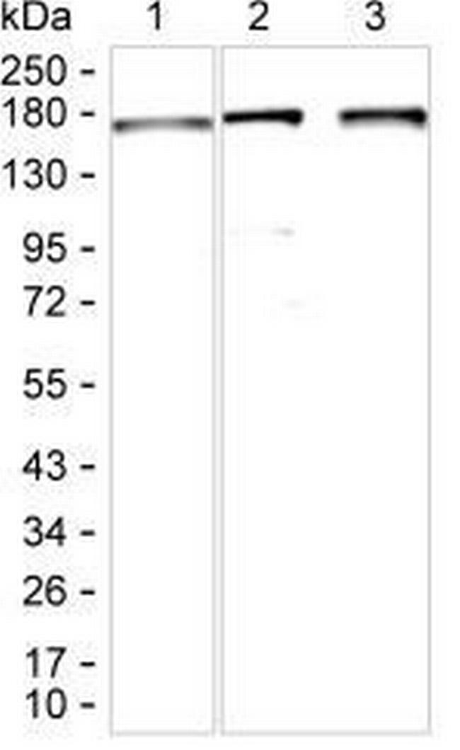 CLASP2 Antibody in Western Blot (WB)