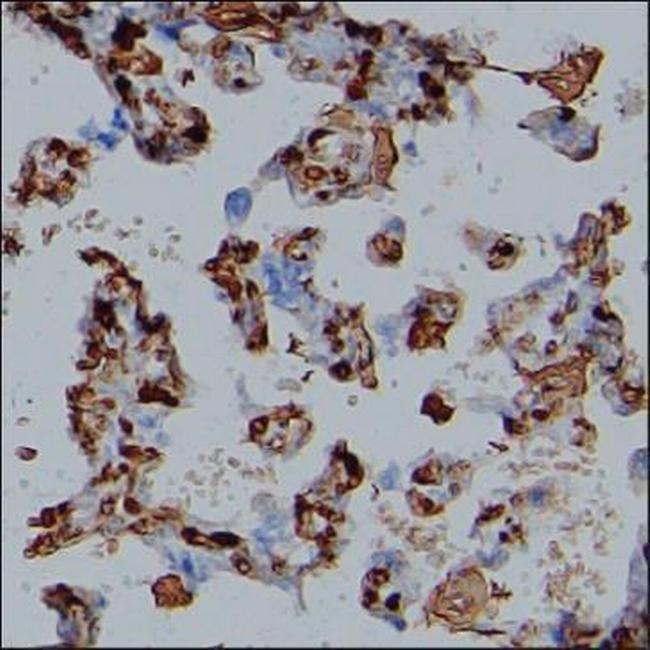 Fibrinogen alpha chain Antibody in Immunohistochemistry (Paraffin) (IHC (P))