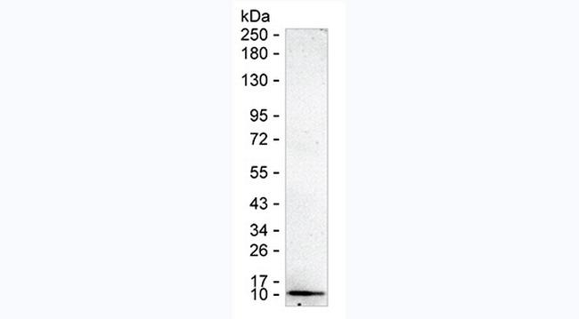 EGF Antibody in Western Blot (WB)