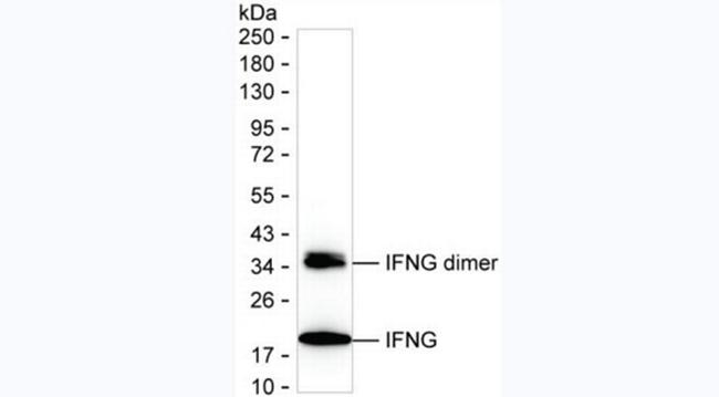 GM-CSF Antibody in ELISA (ELISA)