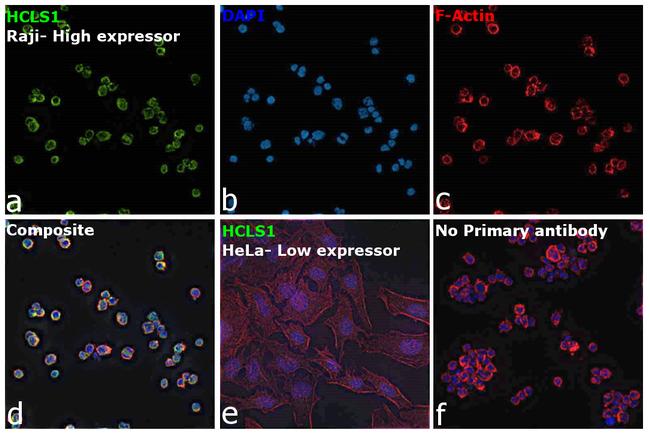 HCLS1 Antibody in Immunocytochemistry (ICC/IF)