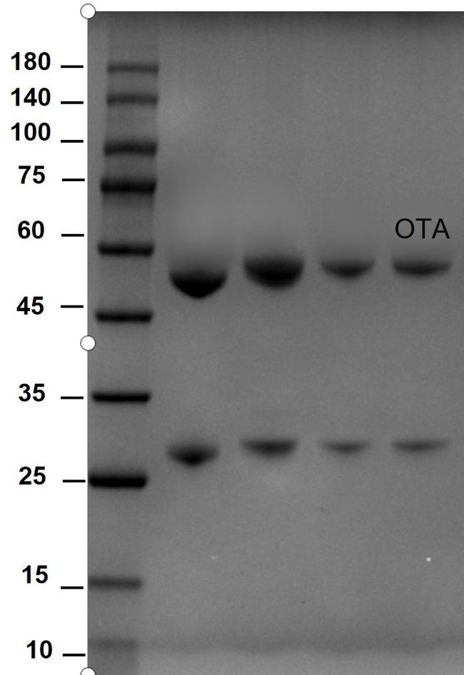 Ochratoxin A Antibody in SDS-PAGE (SDS-PAGE)