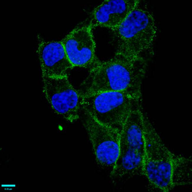 CD97 Antibody in Immunocytochemistry (ICC/IF)