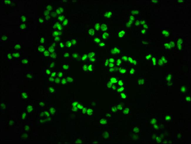 Phospho-Rb (Ser807) Antibody in Immunocytochemistry (ICC/IF)