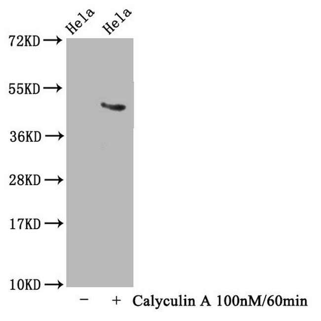 Phospho-Tau (Thr231) Antibody in Western Blot (WB)