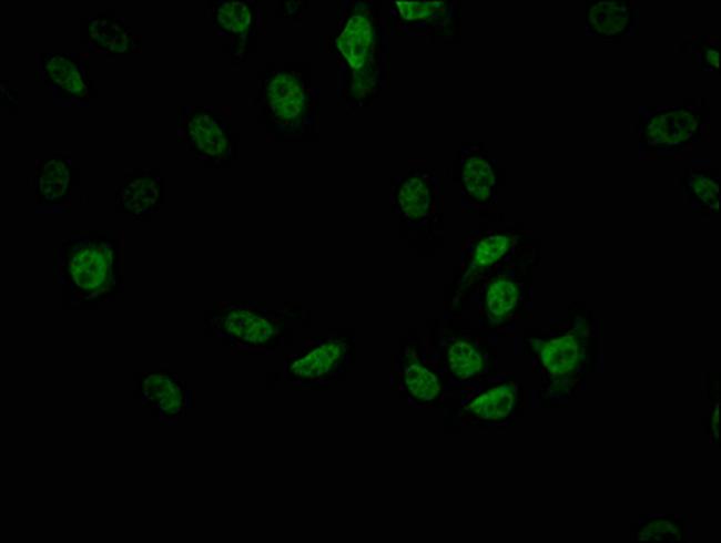 Cdc5L Antibody in Immunocytochemistry (ICC/IF)