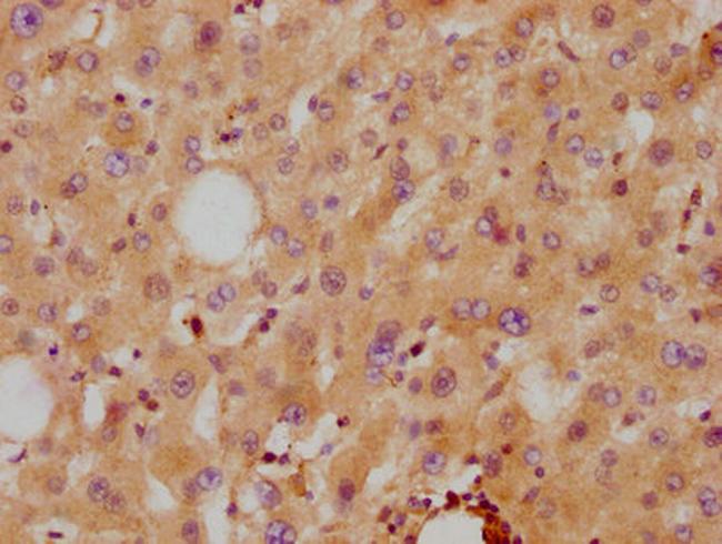 ApoA2 Antibody in Immunohistochemistry (Paraffin) (IHC (P))