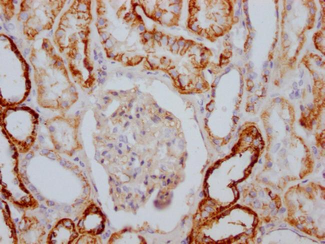 ATP1A1 Antibody in Immunohistochemistry (Paraffin) (IHC (P))