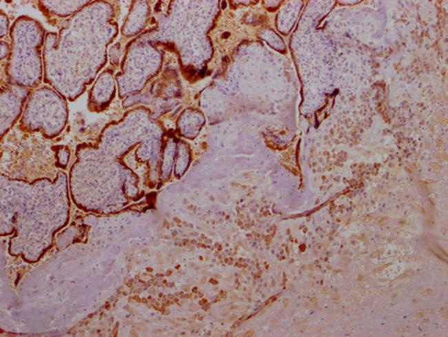 Growth Hormone Antibody in Immunohistochemistry (Paraffin) (IHC (P))