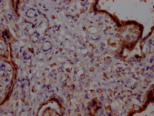 PTGER2 Antibody in Immunohistochemistry (Paraffin) (IHC (P))