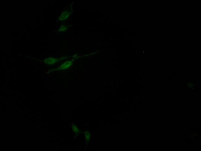 SIN3A Antibody in Immunocytochemistry (ICC/IF)