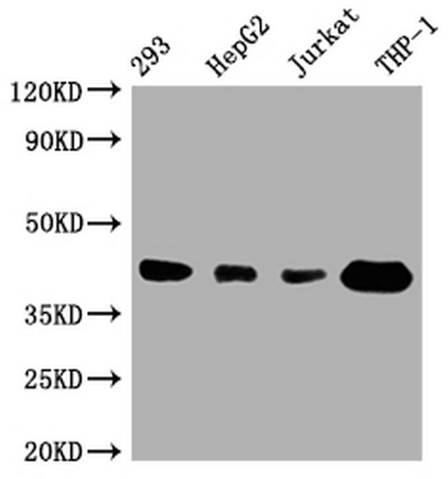 STING Antibody in Western Blot (WB)