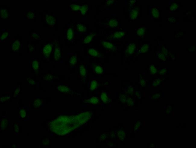 NUP153 Antibody in Immunocytochemistry (ICC/IF)