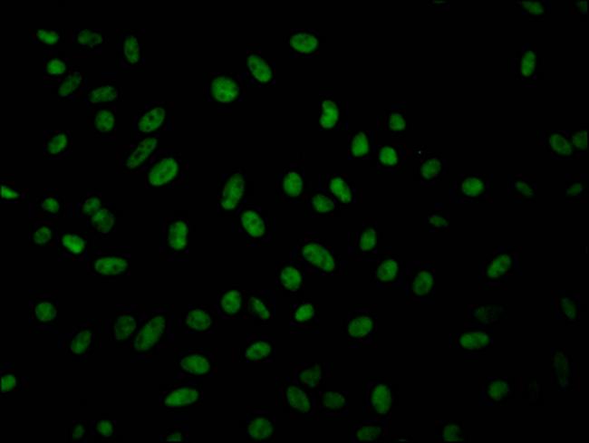 GMNN Antibody in Immunocytochemistry (ICC/IF)