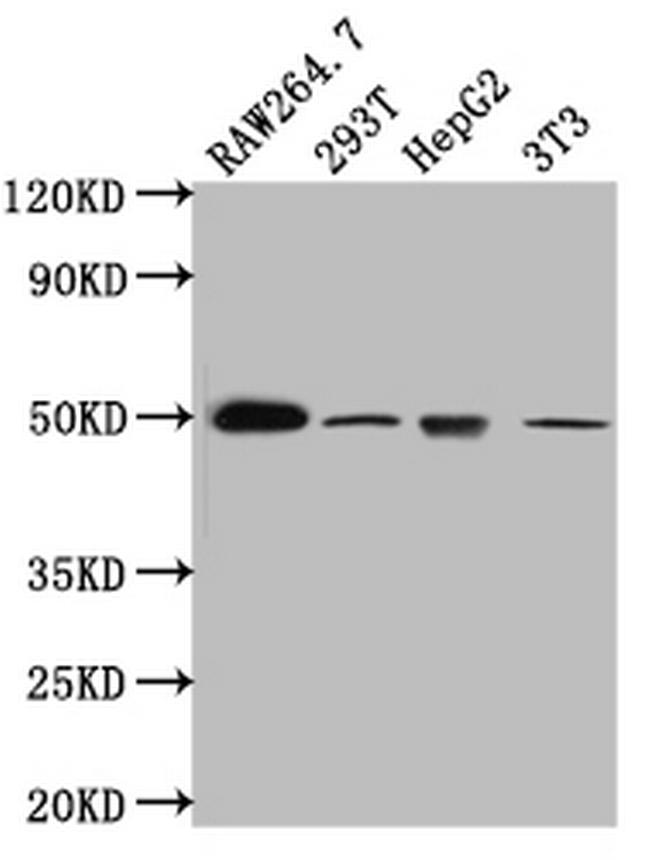 TIM-1 Antibody in Western Blot (WB)