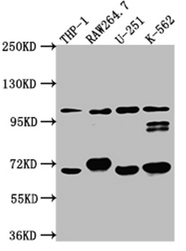 TLR5 Antibody in Western Blot (WB)