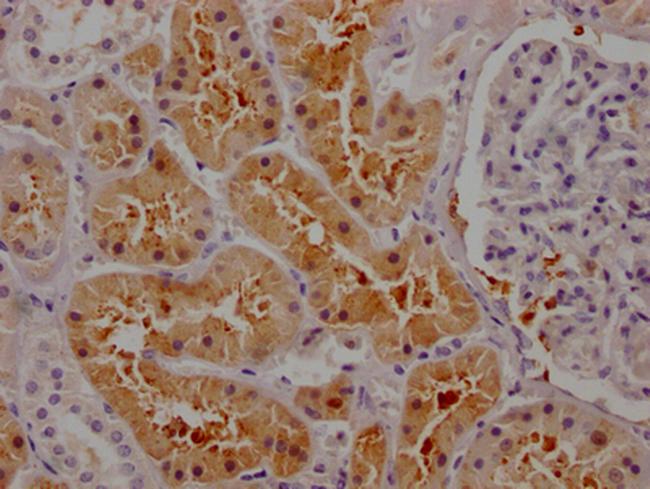 Osteopontin Antibody in Immunohistochemistry (Paraffin) (IHC (P))