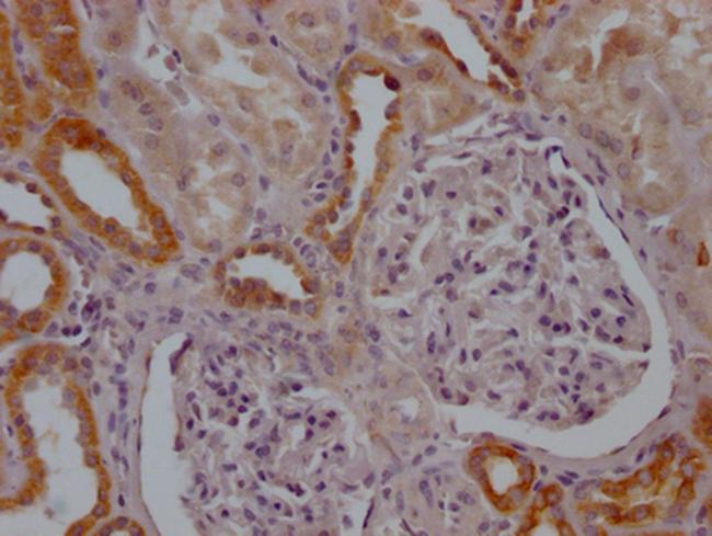 MFN2 Antibody in Immunohistochemistry (Paraffin) (IHC (P))