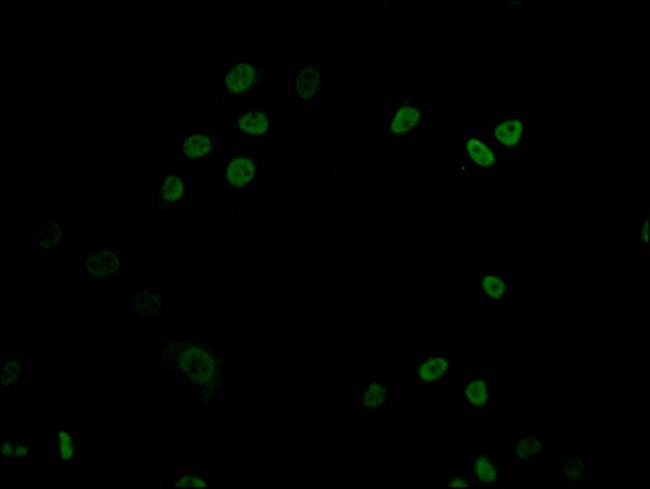 DNMT1 Antibody in Immunocytochemistry (ICC/IF)