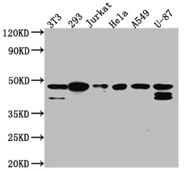 CK2 alpha-1 Antibody in Western Blot (WB)