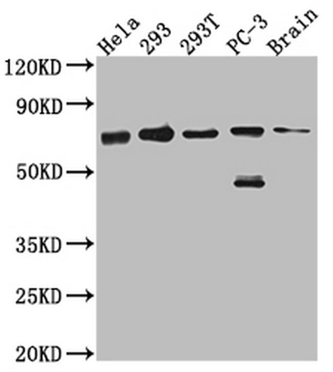 LTA4H Antibody in Western Blot (WB)