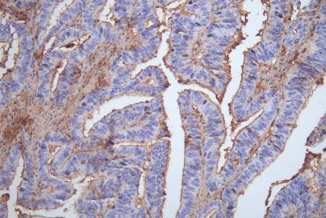 Occludin Antibody in Immunohistochemistry (Paraffin) (IHC (P))