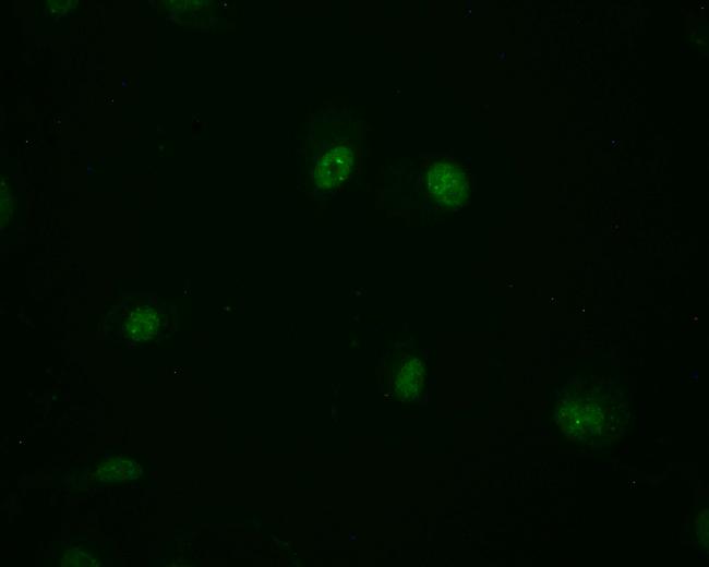 MBD1 Antibody in Immunocytochemistry (ICC/IF)