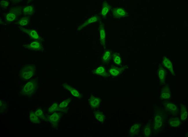 E2F4 Antibody in Immunocytochemistry (ICC/IF)