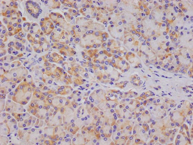 OS9 Antibody in Immunohistochemistry (Paraffin) (IHC (P))