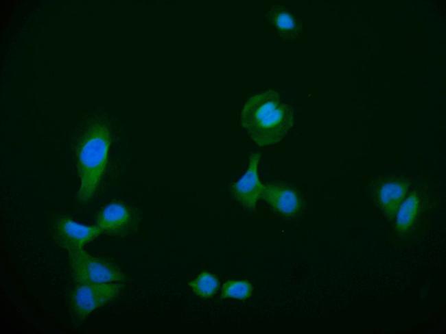 HDJ2 Antibody in Immunocytochemistry (ICC/IF)