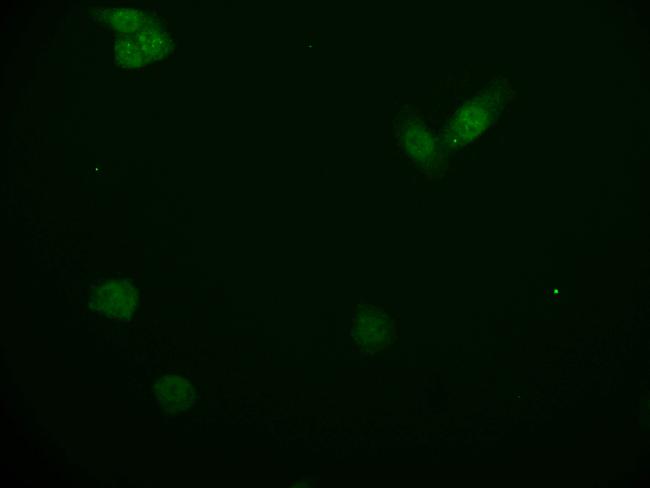 KAP3 Antibody in Immunocytochemistry (ICC/IF)