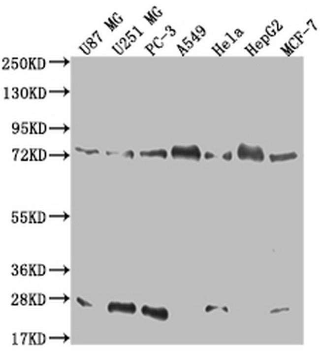 Calpain 2 Antibody in Western Blot (WB)