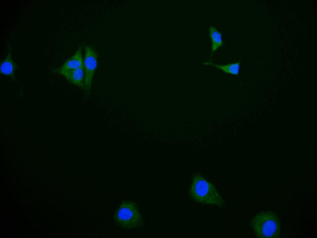 P-Glycoprotein Antibody in Immunocytochemistry (ICC/IF)