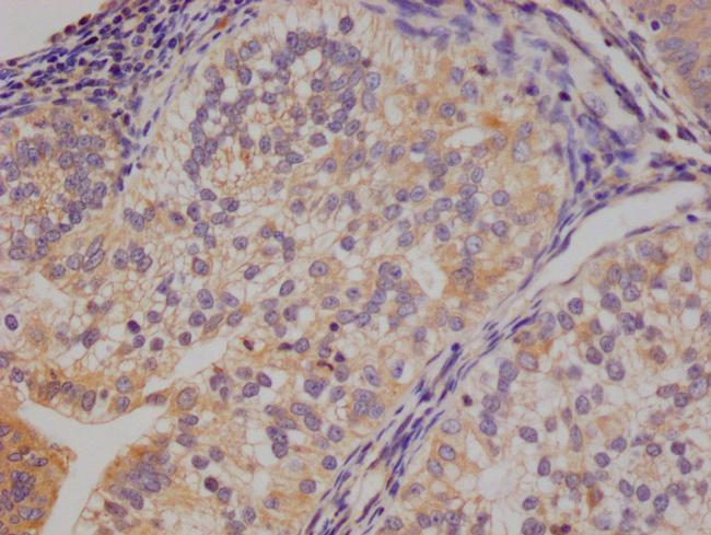 14-3-3 gamma Antibody in Immunohistochemistry (Paraffin) (IHC (P))