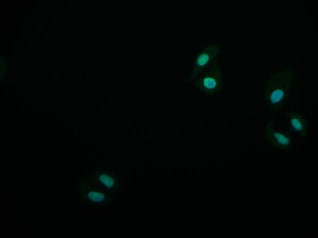 MYST1 Antibody in Immunocytochemistry (ICC/IF)