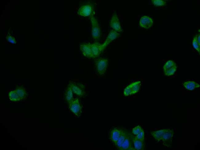 NTHL1 Antibody in Immunocytochemistry (ICC/IF)