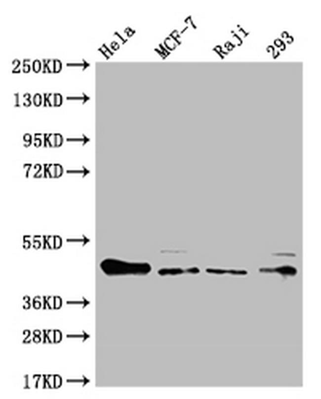 ULBP1 Antibody in Western Blot (WB)