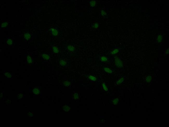 USP22 Antibody in Immunocytochemistry (ICC/IF)