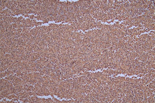 Carbonic Anhydrase I Antibody in Immunohistochemistry (Paraffin) (IHC (P))