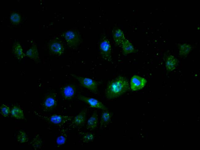 HNF4A Antibody in Immunocytochemistry (ICC/IF)